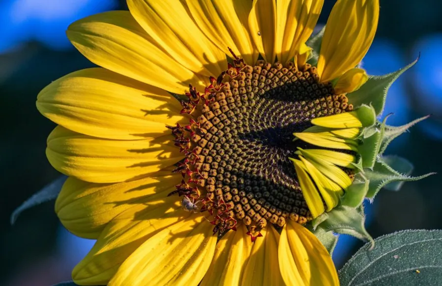 Oilseeds & oils